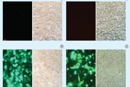 图4. Transfection efficiency observed by florescence microscopy of HeLa cells following transfection by 4 μl TransfeX complexed to 1 μg plasmid DNA (Monster Green® Fluorescent Protein) or green uorescent protein expressing adenovirus in 48-well plates. (A) Untreated control cells. (B) DNA-treated cells. (C) Cells transfected with TransfeX. (D) Adenovirus-transduced cells. Left panels: Phase contrast images; Right panels: Fluorescence images.